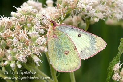 Clouded/Orange Sulphur