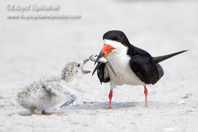 Black Skimmer