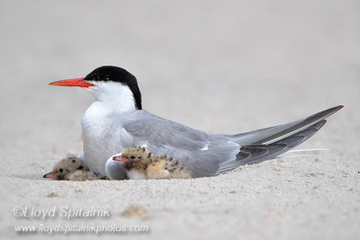 Common Tern