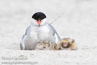 Common Tern