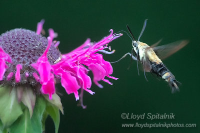 Snowberry Clearwing