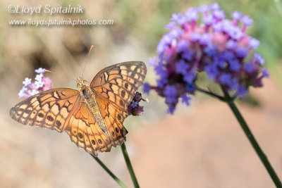 Variegated Fritallary