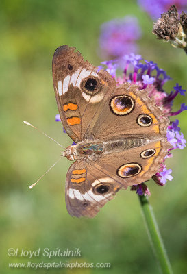 Common Buckeye