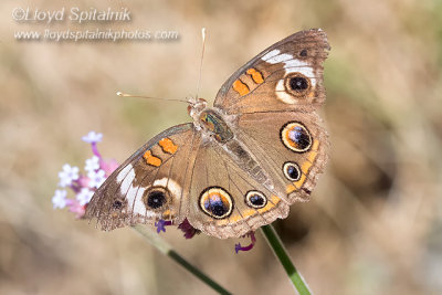 Common Buckeye