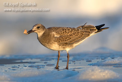 Laughing Gull