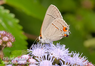 Gray Hairstreak