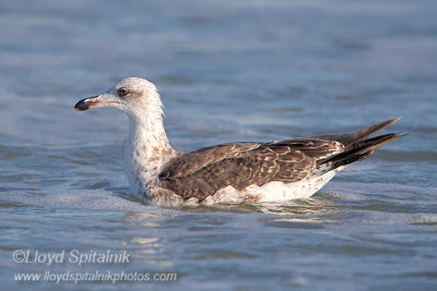 Lesser Black-backed Gull