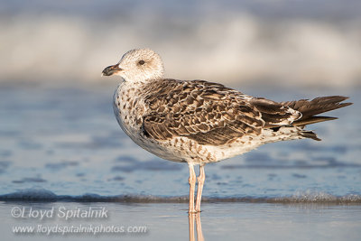 Lesser Black-backed Gull