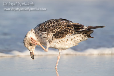 Lesser Black-backed Gull