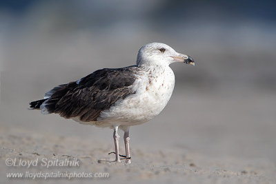 Great Black-backed Gull