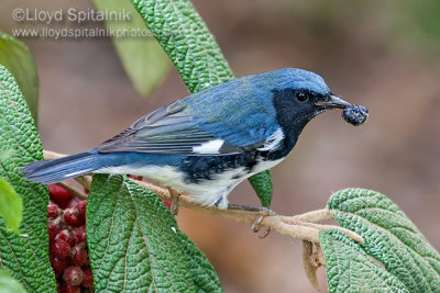 Black-throated Blue Warbler