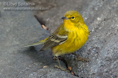 Pine Warbler