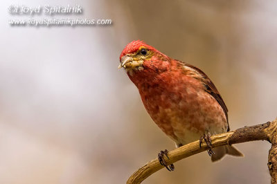 Purple Finch (male)