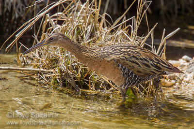 King Rail