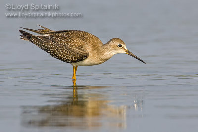 Lesser Yellowlegs (juvenile)