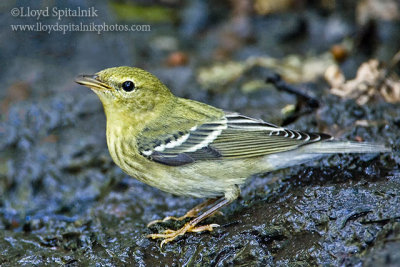 Blackpoll Warbler