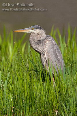 Great Blue Heron