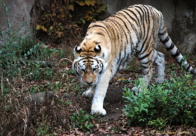 2004 Tiger Revisited Meow