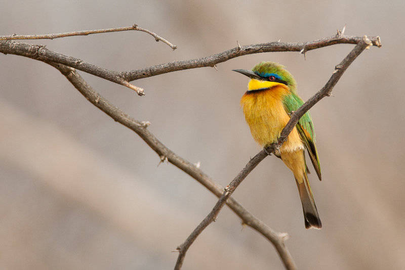 little bee-eater(Merops pusillus, NL: dwergbijeneter)