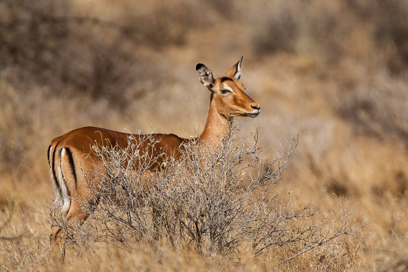 impala(Aepyceros melampus)
