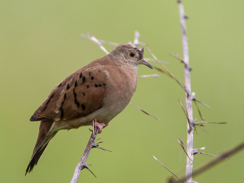 ruddy ground-dove<br><i>(Columbina talpacoti, NL: steenduif)</i>