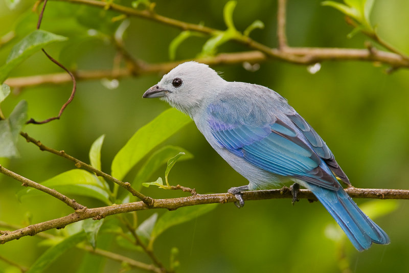 blue-grey tanager<br><i>(Thraupis episcopus, NL: bisschopstangare)</i>