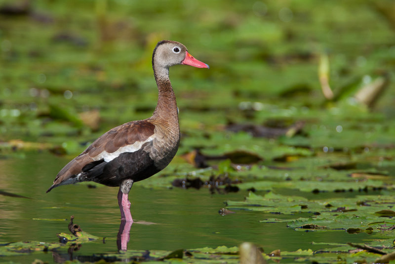 black-bellied whistling duck<br><i>(Dendrocygna autumnalis, NL: zwartbuikfluiteend)</i>