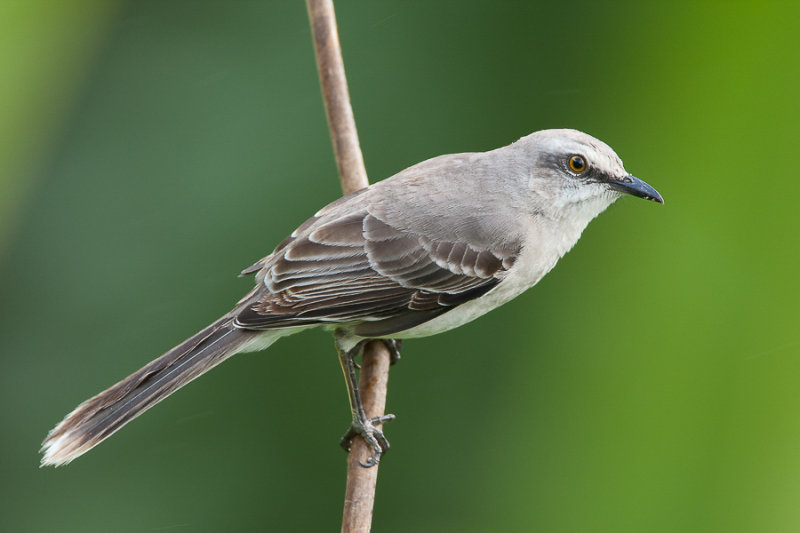 tropical mockingbird<br><i>(Mimus gilvus, NL: tropische spotlijster)</i>