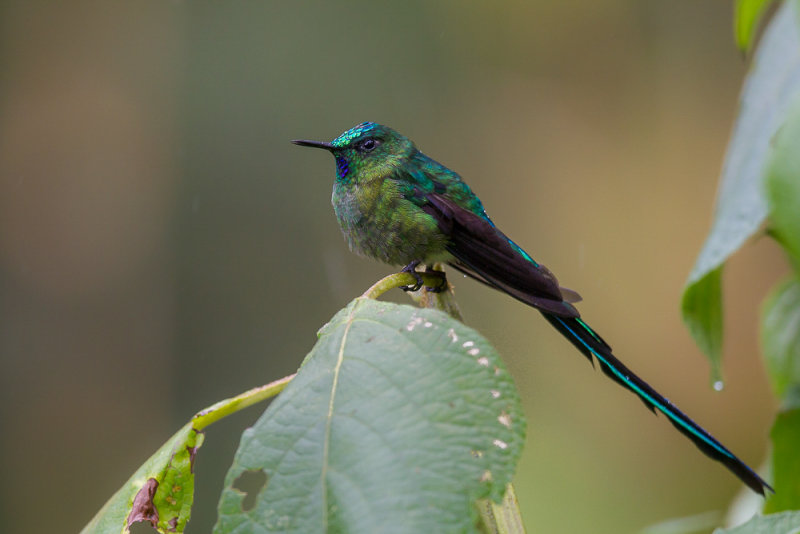 long-tailed sylph(Aglaiocercus kingii, ESP: silfo colilargo)