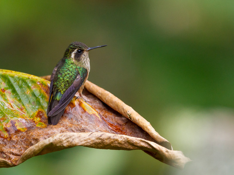 speckled hummingbird(Adelomyia melanogenys, ESP: colibr jaspeado)