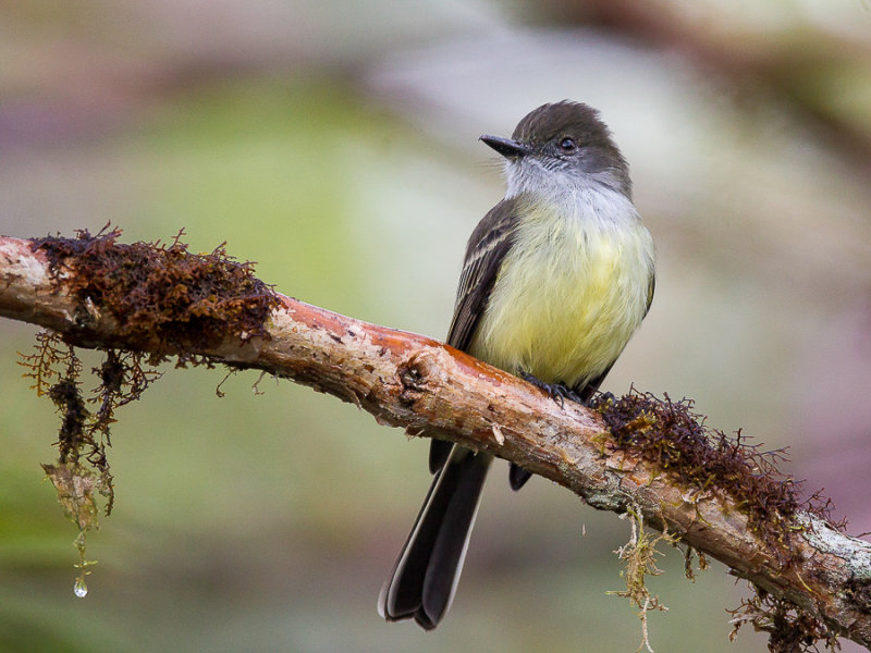 pale-edged flycatcher(Myiarchus cephalotus, ESP: copetn montaero)