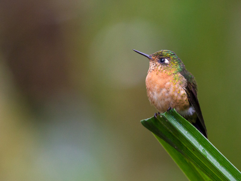 tyrian metaltail(Metallura tyrianthina, ESP: metalura tiria)