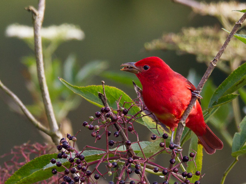 summer tanager(Piranga rubra, ESP: quitrique colorado)