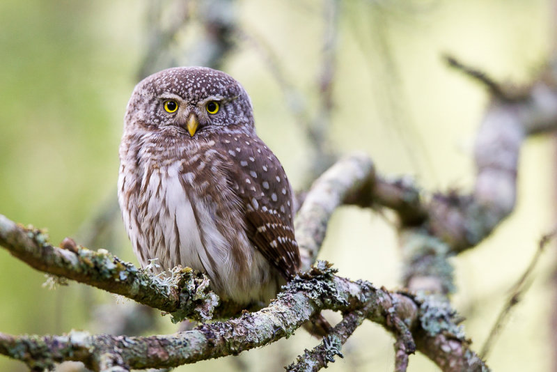 pygmy owl  spurveugle (N)  Glaucidium passerinum