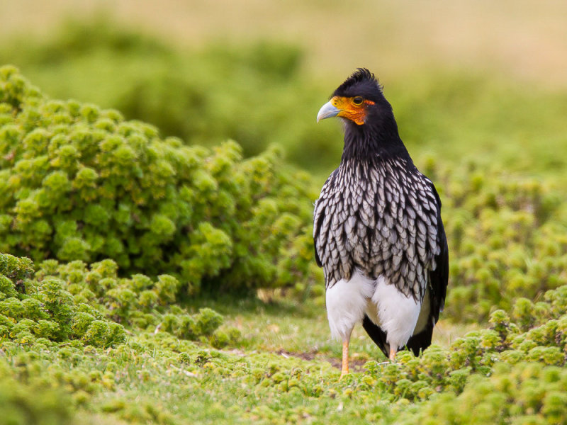 carunculated caracara <br> caracara carunculado (Esp)  <br> Phalcoboenus carunculatus