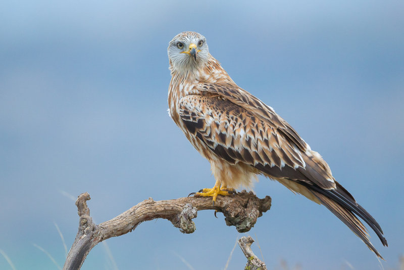 red kite(Milvus milvus, NL rode wouw)