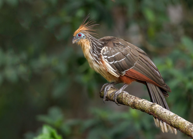 hoatzin (Opisthocomus hoazin)