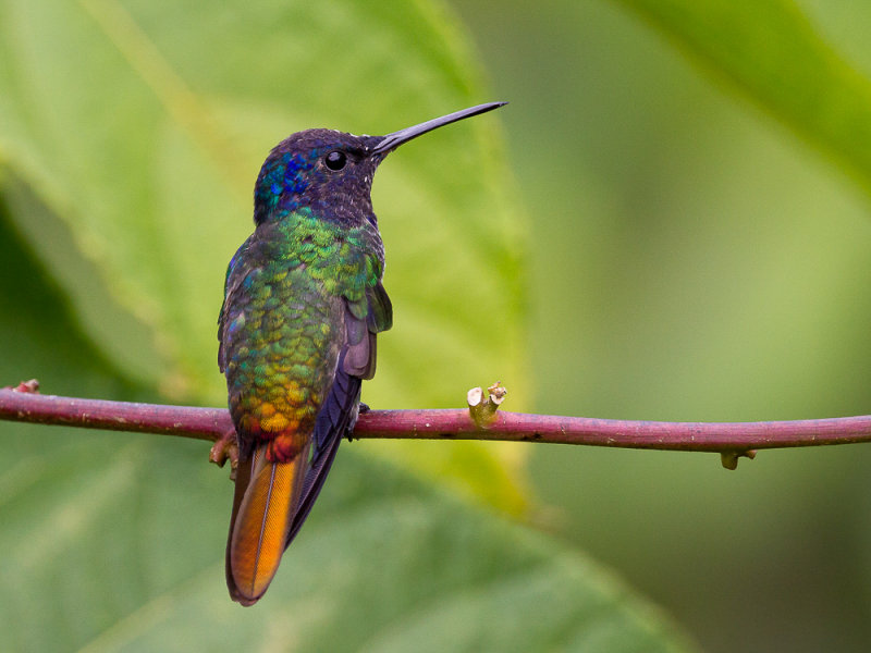 golden-tailed sapphire(Chrysuronia oenone)