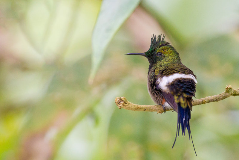 wire-crested thorntail(Popelairia popelairii)