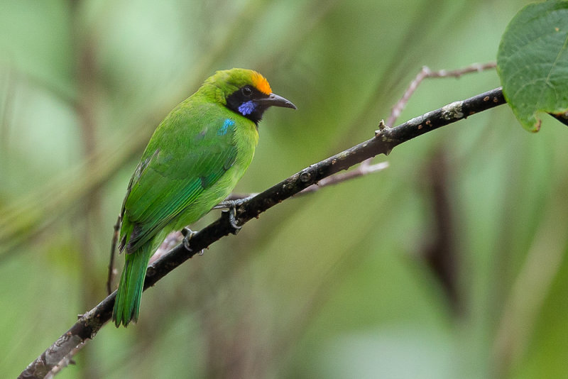 golden-fronted leafbird(Chloropsis aurifrons)