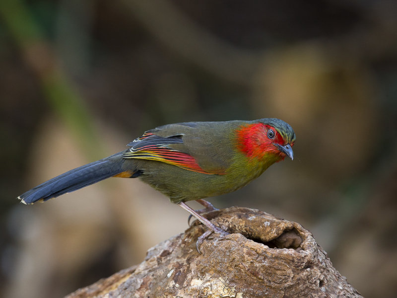 red-faced liocichla(Liocichla phoenicea)