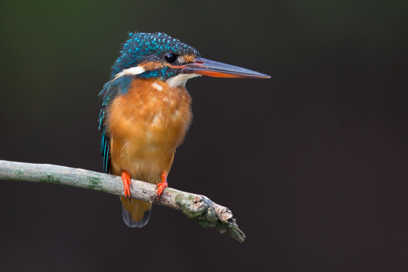 common kingfisher(Alcedo atthis)