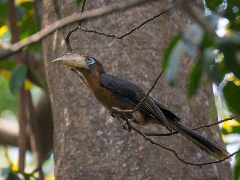 tickell's brown hornbill(Anorrhinus tickelli)