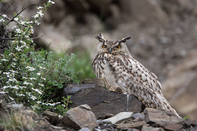 eurasian eagle owl<br><i>(Bubo bubo)</i>