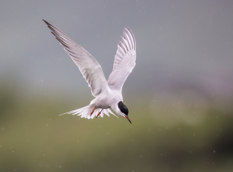 common tern<br><i>(Sterna hirundo)</i>