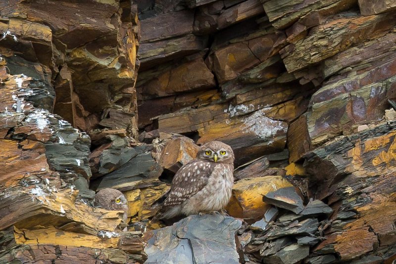 little owl<br><i>(Athene noctua)</i>