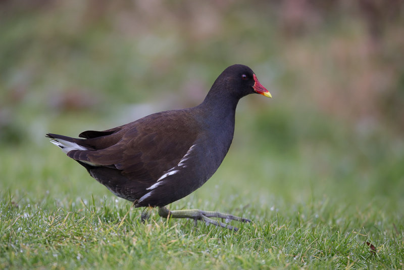 commom moorhen(Gallinula chloropus, NL: waterhoen)