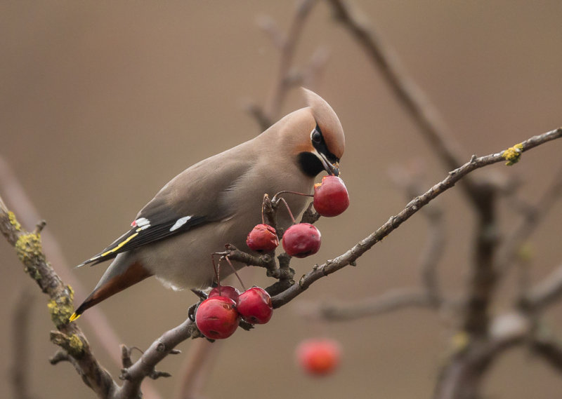 bohemian waxwing(Bombycilla garrulus, NL: pestvogel))