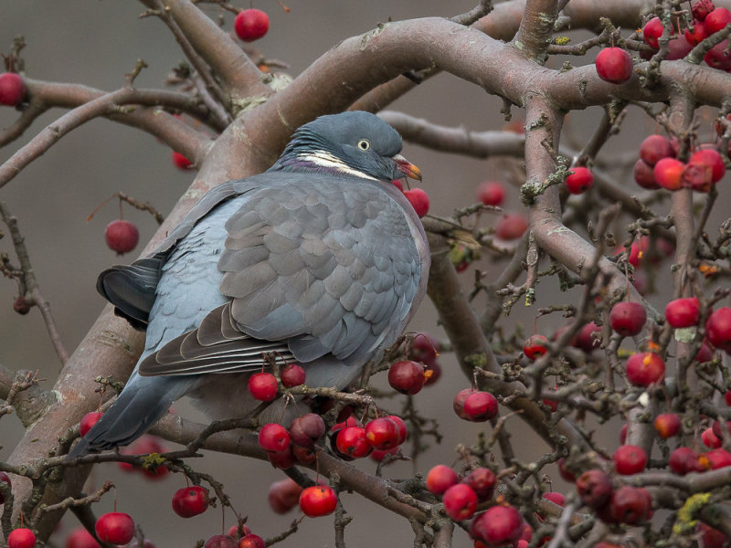 commom wood pigeon<br><i>(Columba palumbus, NL: houtduif)</i>