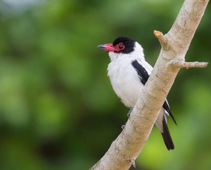 black-tailed tityra(Tityra cayana)